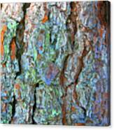 Pine Bark Canvas Print