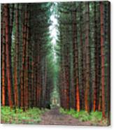 Pine Forest In England Canvas Print