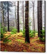 Pine Woods Canvas Print