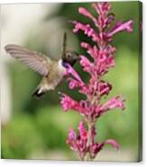 Pink Agastache Hummingbird Canvas Print