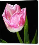 Pink And Soft White Tulip Canvas Print