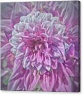 Pink And White Dahlia Canvas Print
