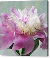 Pink And White Peony Canvas Print