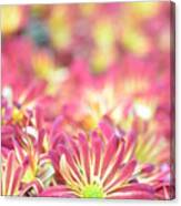 Pink And Yellow Daisies 1 Canvas Print