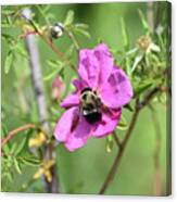 Pink Beach Rose With A Bee Pollinating It Canvas Print