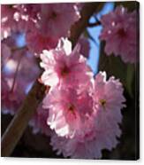 Pink Blossoms Of An Ornamental Cherry In Spring 1 Canvas Print