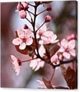 Pink Cherry Blossoms In Spring Canvas Print