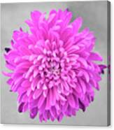 Pink Chrysanthemum Flower Joy-pink Canvas Print
