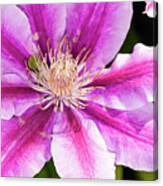 Pink Clematis Flower Photograph Canvas Print