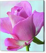 Pink Delight Canvas Print