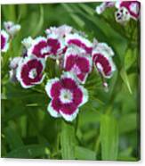 Pink Dianthus Canvas Print