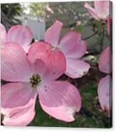 Pink Dogwood Blossoms Canvas Print