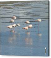 Pink Flamingos In The Natural Park Of The Po Delta Canvas Print