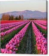 Pink Glowing Tulips Field Canvas Print