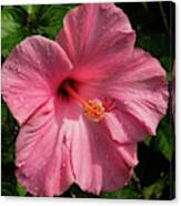 Pink Hibiscus Canvas Print