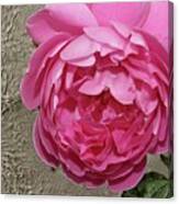 Pink Impasto Ii Canvas Print