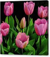 Pink Impressions - Springtime Tulips Canvas Print