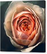 Pink Irish Rose Canvas Print