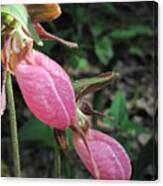 Pink Lady Slippers Canvas Print