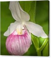 Pink Lady's Slipper Canvas Print