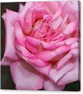 Pink Layers Canvas Print
