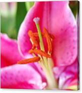 Pink Lily 1 Canvas Print