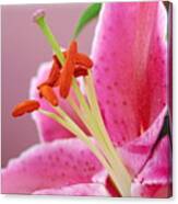 Pink Lily 4 Canvas Print