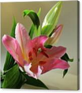 Pink Lily With Buds Canvas Print