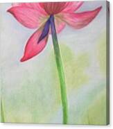 Pink Lotus Canvas Print