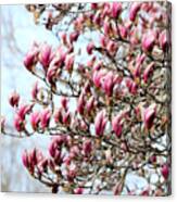 Pink Magnolias Canvas Print