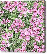 Pink Nemesia Flowers Canvas Print