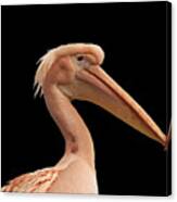 Pink Pelican Photo 172 Canvas Print
