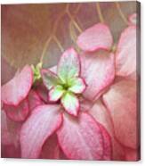 Pink Poinsettia Textures Canvas Print