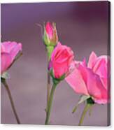 Pink Rose Bouquet Canvas Print