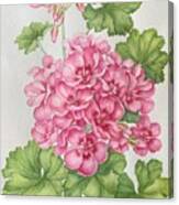 Pink Rose Geranium Canvas Print