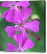 Pink Spinning Flowers Canvas Print