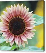 Pink Sunflower Canvas Print