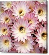 Pink Canvas Print