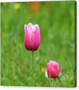 Pink Tulip Canvas Print