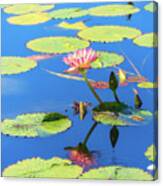 Pink Waterlily Reflection Canvas Print