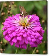 Silver-spotted Skipper On Zinnia Canvas Print