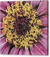 Pink Zinnia Canvas Print