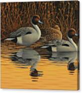 Pintails At Dusk Canvas Print