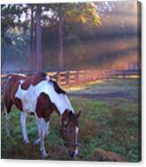 Pinto In A Paddock At Daybreak Canvas Print