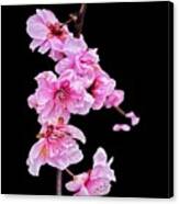 Plum Blossom - Blooms Canvas Print