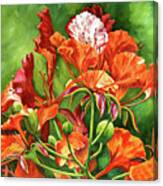 Poinciana In Detail Canvas Print