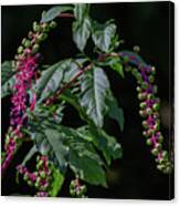 Pokeweed Is For Birds Canvas Print