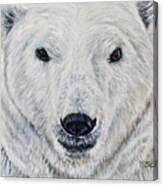 Polar Bear - Churchill Canvas Print