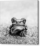 Pondering Frog Bw Canvas Print