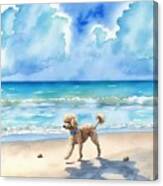 Poodle Dog At Beach Canvas Print